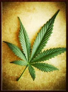 Marijuana